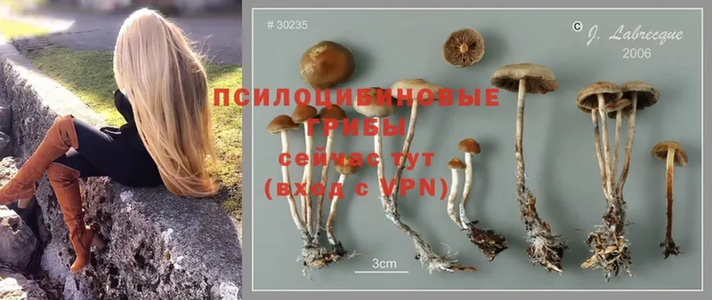 цена   Железногорск  Псилоцибиновые грибы MAGIC MUSHROOMS 